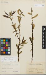 Foto von Salix fragilis L. x Salix triandra L.